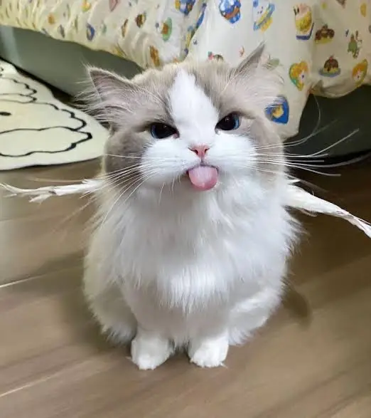 #fyp #foryoupage #foryou #kucing #kucingtiktok #infoviralkan 