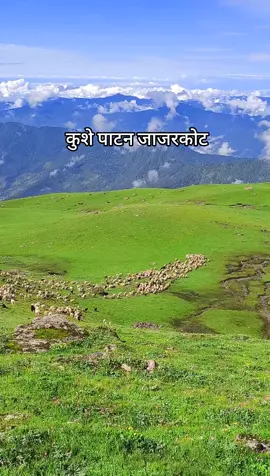 कुशे जाजरकोटका लेकाली भेडा ।#goviral #nepalitiktok #nepalivillagelife #nepal #jajarkot_muser #viralvideo #mountain #karnalipradesh #villagelifenepal #nepalivillage @padam singh thakure❤️🙏 