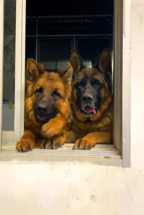 German Shepherd #animals #🥰🥰🥰 #dog #happydog #dogsoftiktok #funnyvideos #cutedogs #