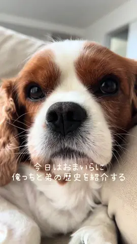 俺っちが語り継ぐ歴史だぜ？ 俺っちが優しいだけの動画だけどな！！！！！！ #赤ちゃんのいる生活 #赤ちゃん #赤ちゃんと犬 #赤ちゃんと俺っち #cavalier #キャバリア #キャバリアキングチャールズスパニエル #兄弟 #犬のいる生活 