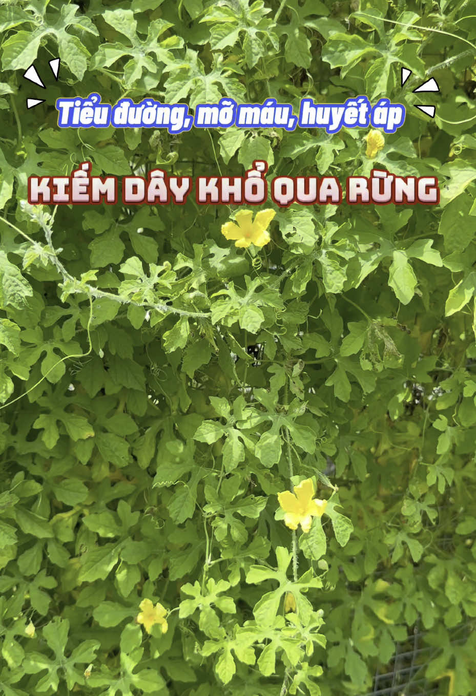 Tiểu đường, mỡ máu, huyết áp thì kiếm dây khổ qua rừng về nấu uống #hieuthaoduoc #thaoduoc #thaoduocthiennhien #baithuocdangian #khoquarung 