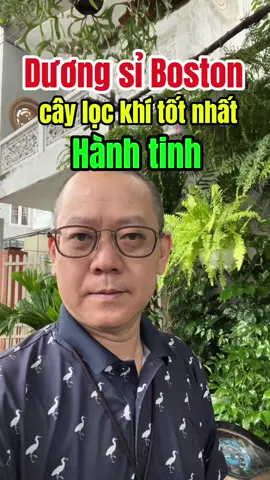 Cây dương sỉ Boston được Nasa khuyên trồng#bovis #nangluong #phongthuy #camxa #chiasekinhnghiem 