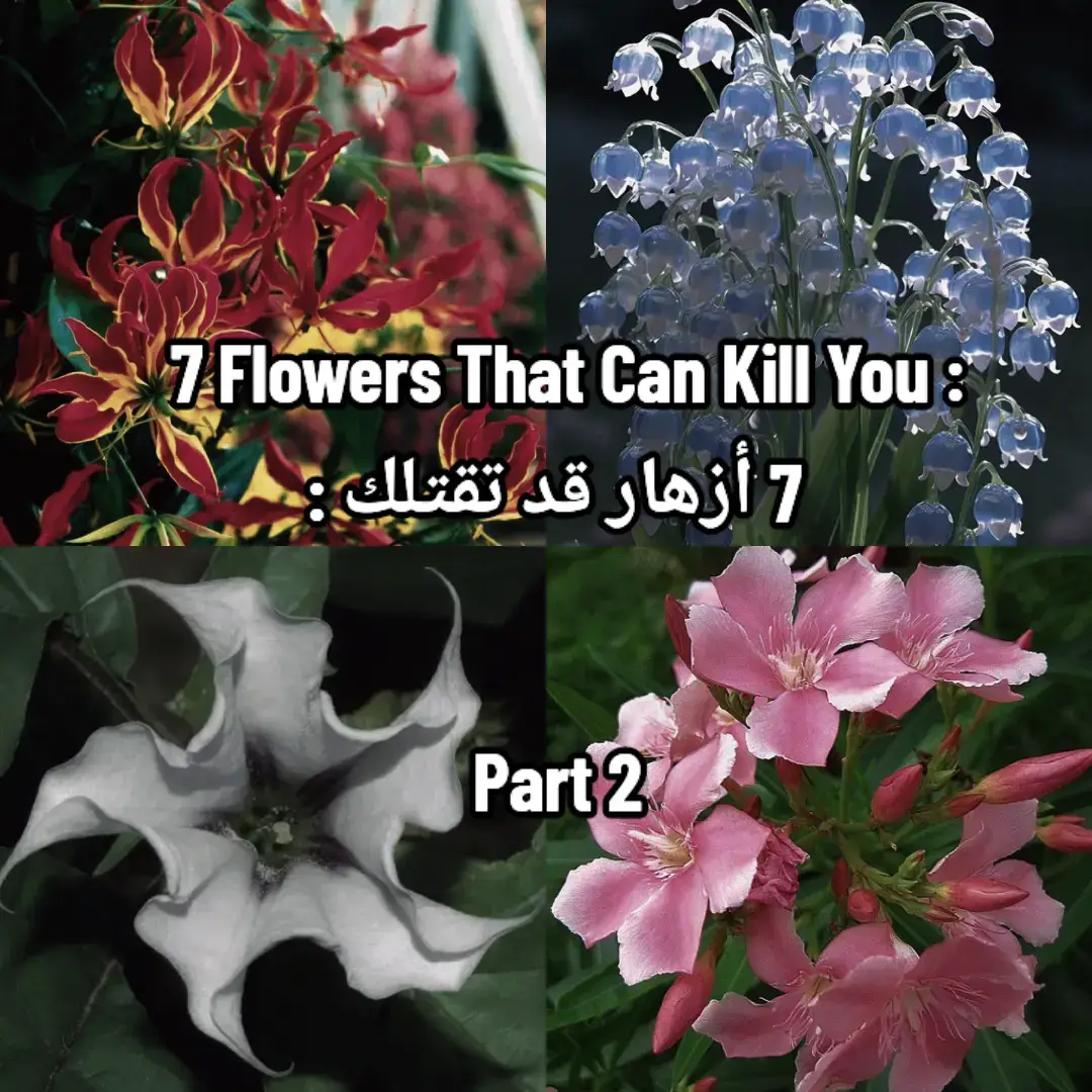 #fyp #foryoupage #explore #flowers #likе  #plants #datura #hydrangeas #lilyofthevalley  #hemlock #anglestrumpet #gloriosalily #neriumoleander #الداتورا #الدفلى #الزنبق  #بوق_الملاك #الشوكران #الكوبية #ورود #زهور #نباتات 