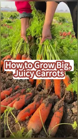 Carrot Planting Guide (No Fluff)#carrotplanting#gardeningtips#gardenhack#PlantTok#Gardening#GardeningHacks#PlantHacks