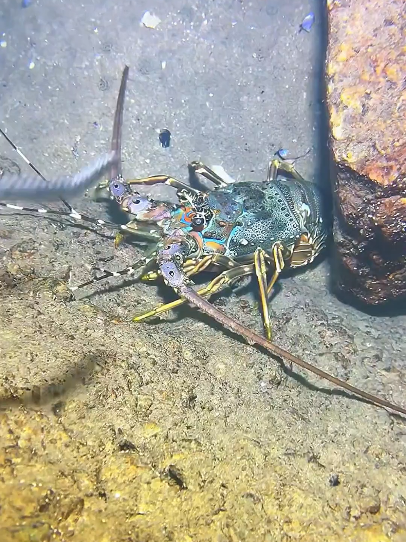 #diving #crab #catchthesea #seaside #seafood #fish #eel #lobster #seangsolofishing