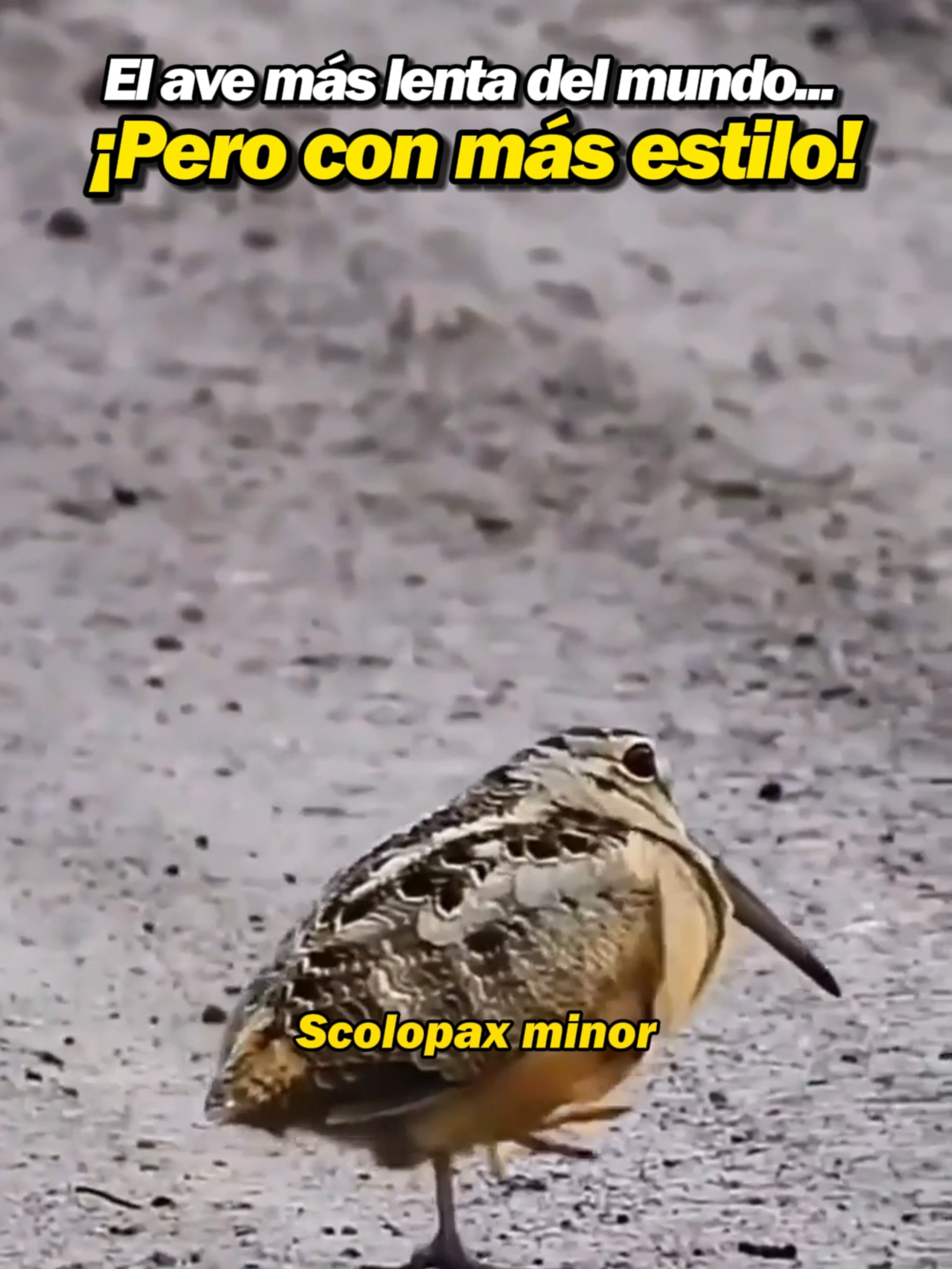 El ave más lenta del mundo... ¡y con más estilo!