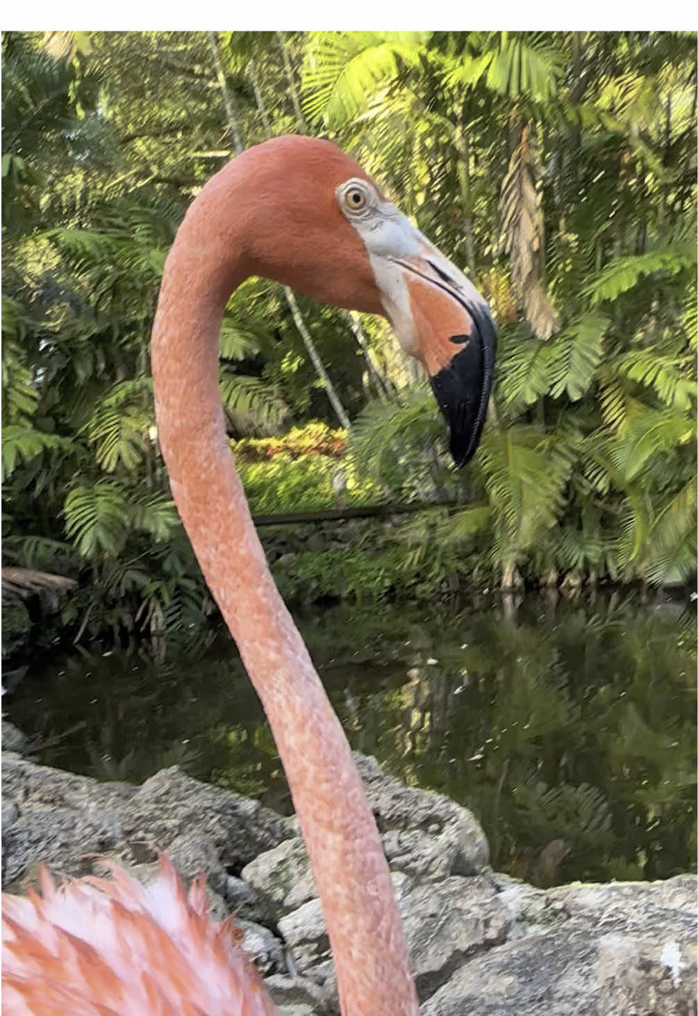 Vibe check with James 🎤🦩 #james #vibecheck #vibes #flamingo #jamestheflamingo #birdsoftiktok #birdvideos #fyp #birdlovers #bird #flamingos #vibewithus 