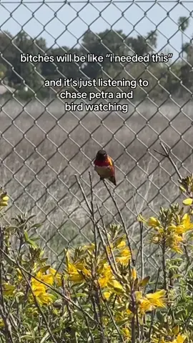 I am bitches… #chasepetra #alt #emo #beachbunny #honeyrevenge #bird #birds #hummingbird #chasepetraband #abugslife #modernbaseball #Summer 
