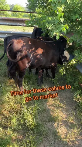 #fypシ゚viral #fyp #dirtcheapcattlecompany 