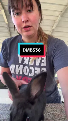 #fy #fyp #rabbit #farm #homestead #arba #ffa #4h 