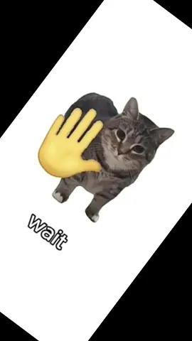 #CapCut Pamuk #yavrukedi #kittycat 