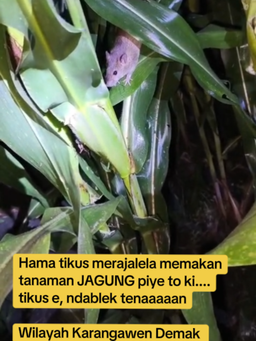 Hama tikus merajalela  #polsekgenuk #info #hama 