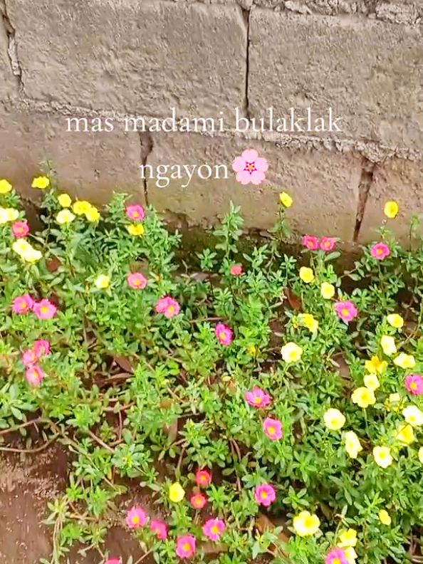 sarap pagmasdan ng mga bulaklak #portulaca #vietnameserose #alembong #floweringplants #plantslover #flowerlover #gardening 
