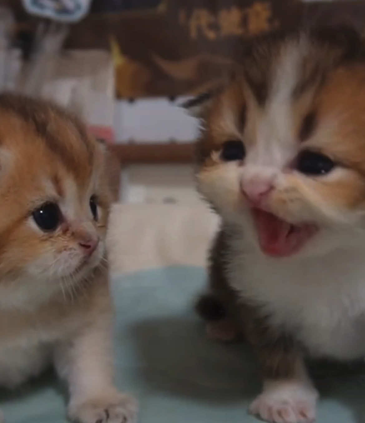 little baby#babycat #kitten #cute #funnycat 