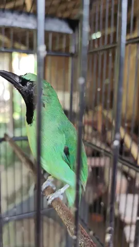 Lebih utama burung sehat dan gacor, materi panjang - panjang itu bonus 😁 #cucakijo #jamtrokmaniaindonesia #jamtrokmania #cucakhijauindonesia #cucakijoprestasi #cucakijomania #cucakhijau #cucakijohyper #cucakhijaunusantara 