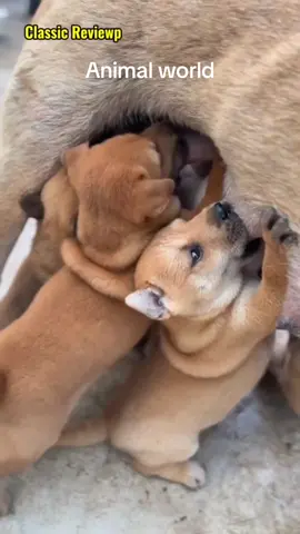 #zoom #pet #dog #cub #fyp #foryou #littlepuppy #Love 