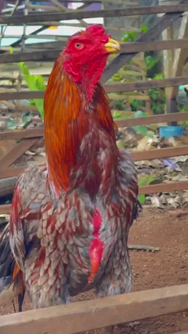 cari korban😜#CapCut #ayambangkokindinesia #bangkokselatansuper 