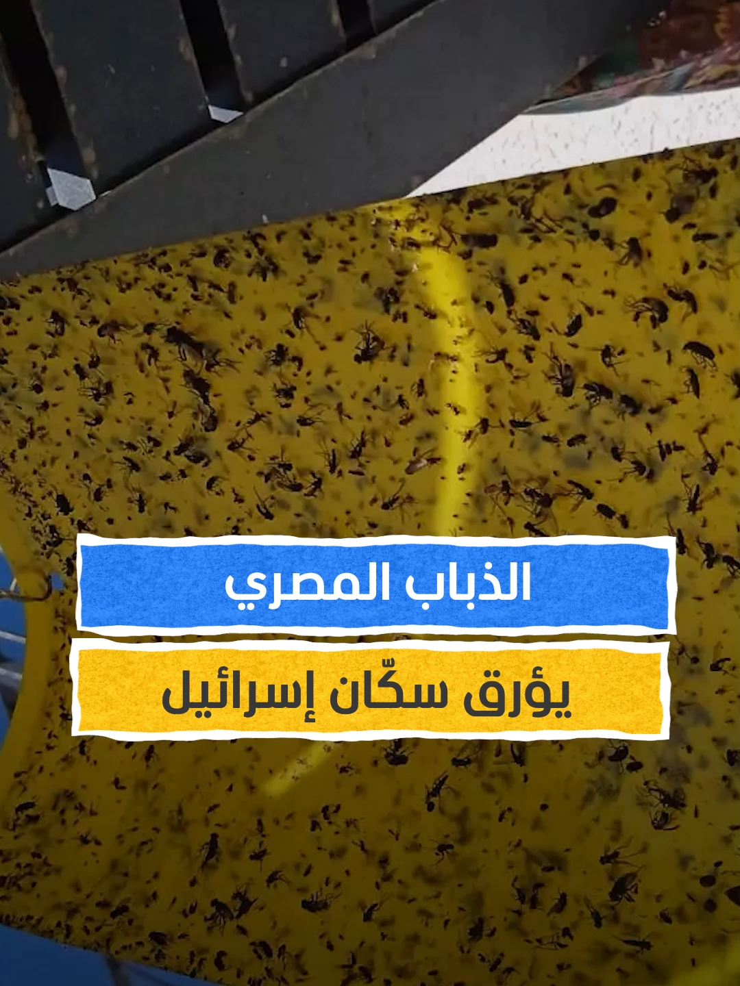 الذباب المصري يؤرق سكّان إسرائيل #اخبار_المشهد