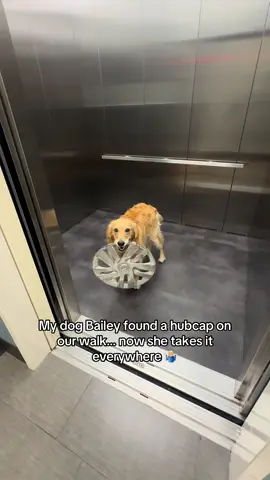 Some dogs have toys or stuffies or sticks… mine has an emotional support hubcap 🦮 #fyp #dog #goldenretriever @Nissan USA @Crunch Fitness 