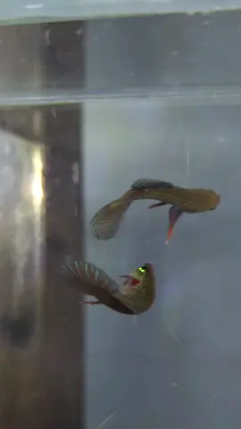 lia thia Lộc Ninh -Bình Phước #betta #bettasmaragdina 