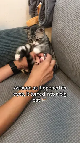 Cute cat#cute#kitten#catsoftiktok#cat#funny