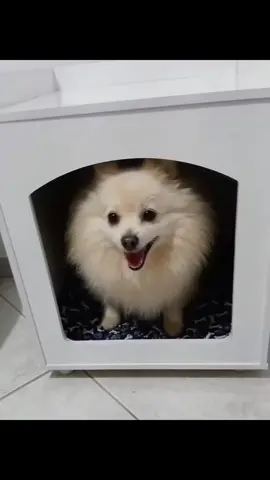 Mesa De Cabeceira Pet, Casinha De Cachorro/Gato, Cor: Branca https://s.shopee.com.br/40VBNZCkjr Curte, comenta e compartilha!a #PetComEstilo #CasinhaPetModerna #Móvel2em1 #MesaDeCabeceiraPet #DecoraçãoPetFriendly #ConfortoParaSeuPet #DesignFuncional #CantinhoDoPet #CasaComCharme #PraticidadeComEstilo #PetFelizDonoTambém #PetMerece #CasinhaComClasse #IntegraçãoPerfeita #MóvelInteligente #Multifuncionalidade #BrancoQueCombina #ProdutoInovador #SeuPetVaiAmar #DecoreComUtilidade #TopParaPets #ExclusivoOnline #EstoqueLimitado #NãoFiqueSem #GarantaAGora