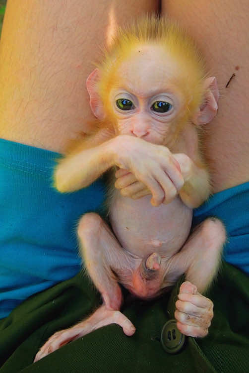 #monkey #monkeydluffy #monkeysoftiktok #monkeys #monkeybaby #cute #cutemonkey #animals #pet #viralvideos #fyp #usa #babymonkey 