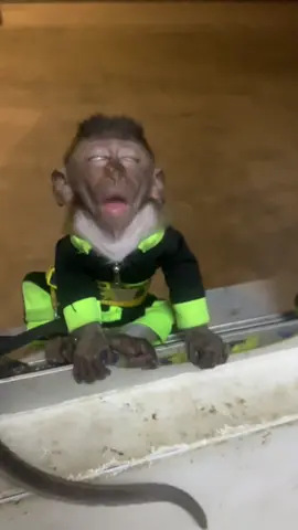 Hahaha Arlys 🤣 buat malu je kat Aminah 😂