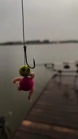 #maggotman #boilie #carpfishing #carp #fishingtiktoks #funnytiktok 