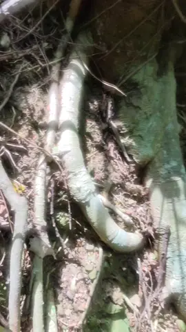 পাহাড় ভুবন ,, 🫂🩶