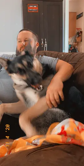 Pet me dad #dog #pup #gsd #germanshepherd #pet #prettygirl #dogowner #fyp #foryou 