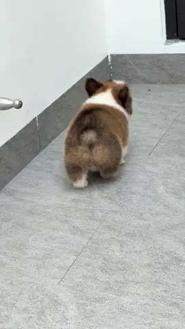 Đủ bự chưa 🥰🥰🥰 #chócanhđẹp #chócanhđẹp #petshop #chocanh #corgi 