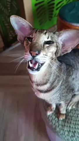 Motya on 6/3/25 💓  #cat #catsoftiktok #cats #catlover #meow #foryoupage #foryou #fyp #explore #viral #motyakaramelkamusik #pets #orientalshorthair #motya 