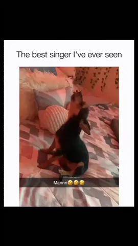 Bringing you the funniest dog content to brighten your day 🐶😂 #PupLaughs #DogFunnies 
