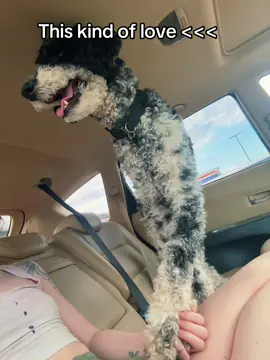 Good morning 🌞 #dog #puppy #doodle #poodle #autismassistancedog #servicedog #cute #Love 