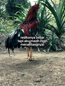 #CapCut #pecintaayam #katakata #fyp #story 