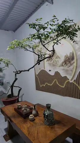 Không chơi cây này thì chơi cây nào ae..muội Hồng bàn trà 