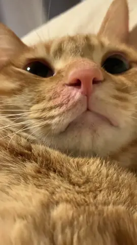 #cat