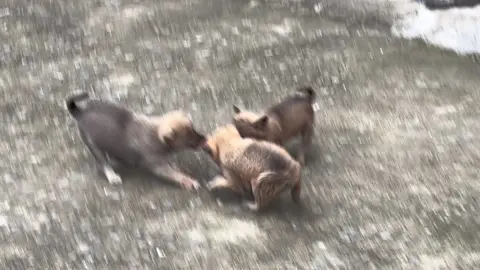 Đứa nào thả trước đứa đó làm 🐕 À nhầm  #meomeogaugau25 #animals #dongvat #thucung #dog #funny #funnyvideos 