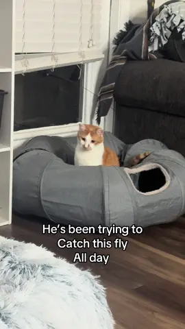 Poor peanut just wants his fly #cat #catsoftiktok 