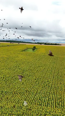 #france #drone #dji 