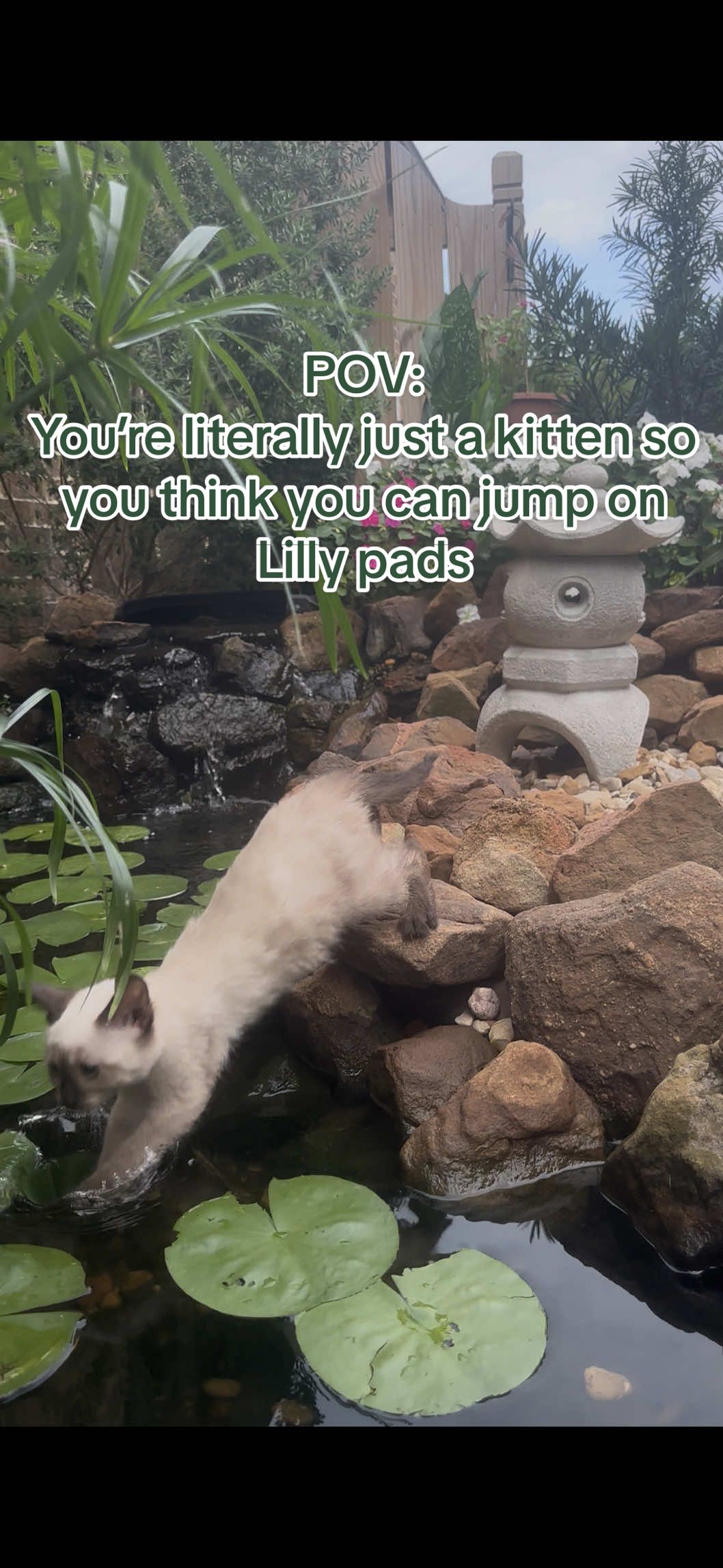 She really thought those lily pads would hold her 😭🌿💦 Don’t worry—she’s totally fine (just a little soggy). We still have a couple Siamese kittens available—apply now through the link in my bio! 🐾💙 #kittenvideo #siamesekitten #funnycatvideo #catsoftiktok #houstoncats #kittenforsale #catmomlife #siameselovers #fyp #lilypadfail #cutenessoverload #houstonpets 