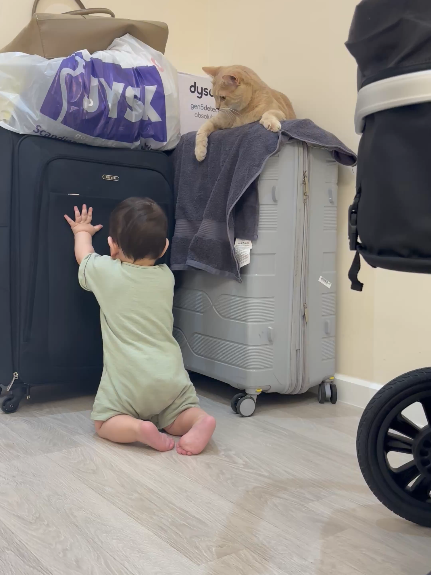 Baby and Cat Compete for a Towel in a Playful Showdown #BVIRAL @teddy_bear_malik