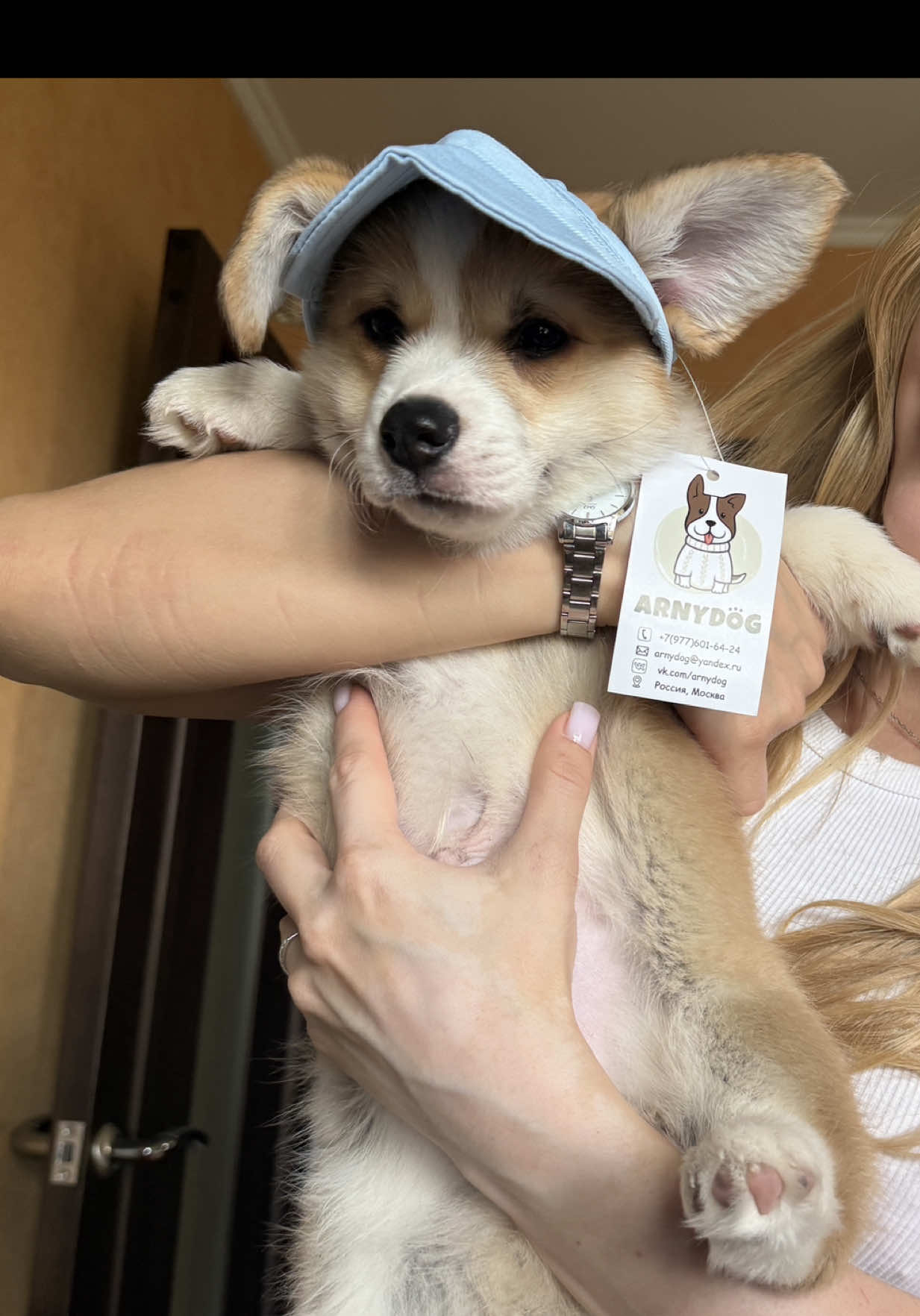 Бублик🤍 #корги#щенок#собаки#corgipuppy#corgi#приколы#собакиприколы 