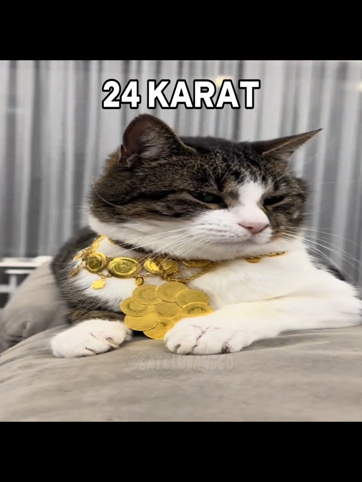 24 KARAT MAGIC IN THE AIIIIIIRRRR #catcore #cat #brunomars #cattok #catcontent