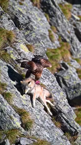 Peak of Peril: Eagle Traps Wolf at the Cliff's Edge! 😱 🦅🐺 Nature’s wildest moment! The eagle seizes the wolf in its talons at the edge of a cliff, sparking a breathtaking hunt! The wolf fights back with a desperate move to survive, but the eagle’s sharp claws aren’t letting go! Who will win this epic showdown? 🔥  👉 Watch the full video and witness this incredible wildlife battle! 💬 Will the wolf escape, or will the eagle claim victory? Share your thoughts in the comments!   🔔 Subscribe and turn on notifications for more thrilling wildlife adventures!   #Nature #Eagle #Wolf #Cliff #Wildlife #Hunt #EpicMoments 