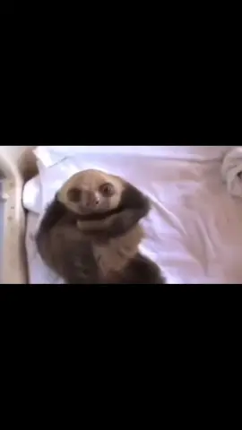 #Sloths #Slothscute #Animals #Silly #Cute #Bible #nature 