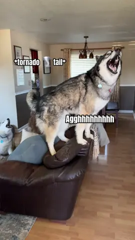 Throwback to one of Tikanni’s most dramatic welcome homes ever 💀 #funnyvideos #dogsoftiktok #welcomehome #dogs #funnydog #throwback #funnytiktok #husky #huskylife #dramatiktok 