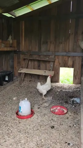 so that's where Cadbury eggs come from i guess. 