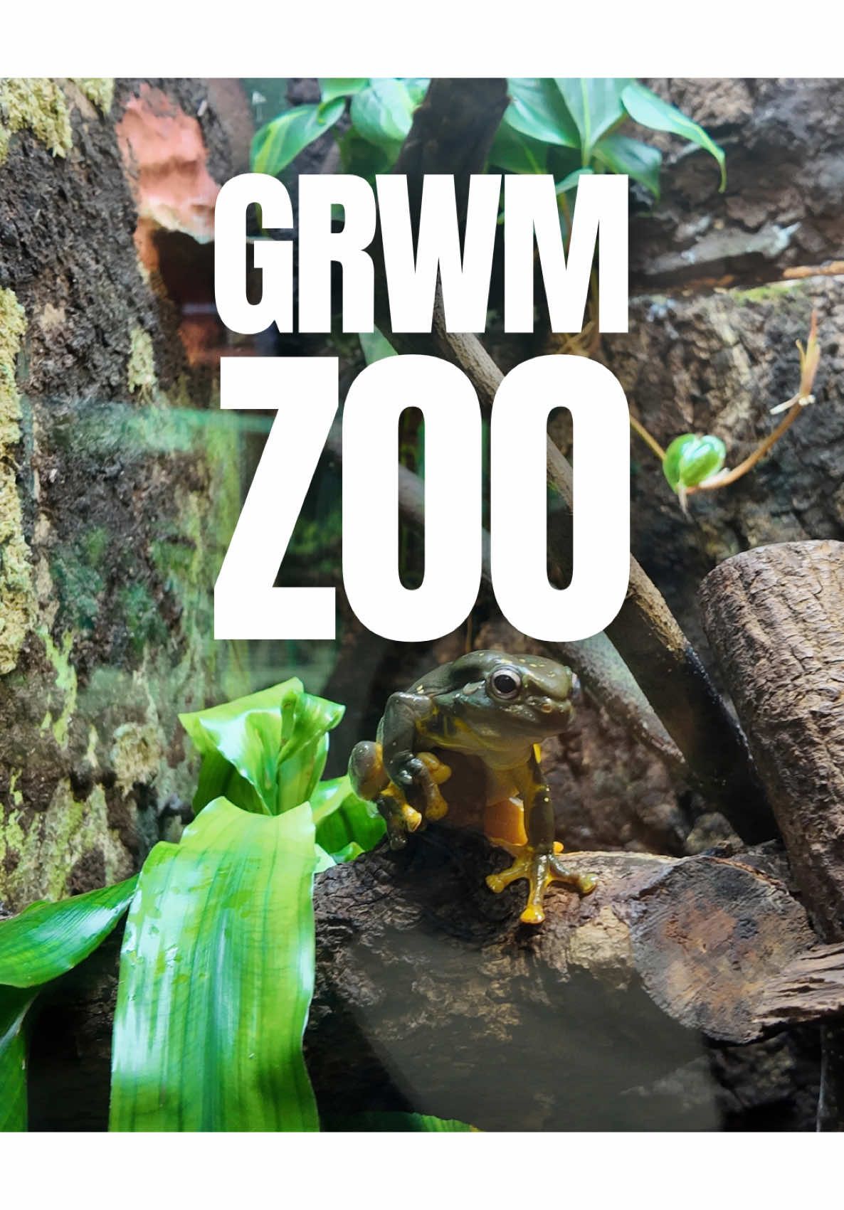 GRWM for a zoo day… aka let’s pack snacks, dig a literal fossilized apple outta my backpack (was that from last summer??), and throw together lunch from the remnants of a half-eaten salad bar. Will I make it out the door in time? Unclear. But I will try, because top-tier zoo mom hack: get there at opening. Cooler temps, animals are active, and the kids haven’t yet declared mutiny. #GRWMZooDay #ZooMomHacks #PackSnacksNotStress #RealLifeMomLife #LunchFromLeftovers #BackpackArchaeology #ZooDayPrep #EarlyBirdZooTrip #MomOnAMission #PetrifiedAppleChronicles #GetOutTheDoorChallenge #HonestMomContent #KidFriendlyAdventures